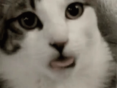 Close Up Cat With Tongue Sticking Out GIF