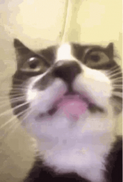 Close Up Cat With Tongue Sticking Out GIF