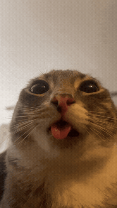 Close Up Cat With Tongue Sticking Out GIF