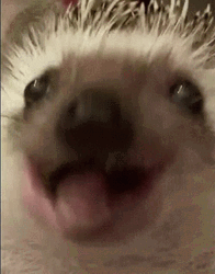 Close Up Chewing Hedgehog GIF