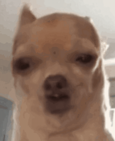 Close Up Chihuahua Funny Face GIF