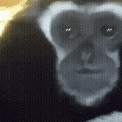 Close Up Chimpanzee Face GIF