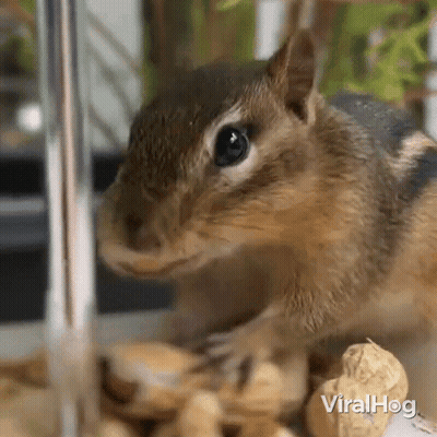 Close Up Chipmunk Eating Peanuts In Cage GIF