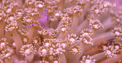 Close Up Coral With Netflix Logo GIF