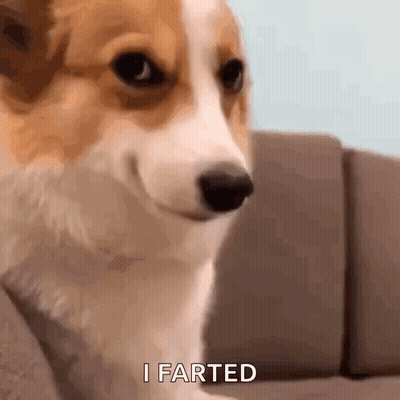 Close Up Corgi Sitting On Couch GIF