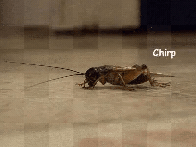 Close Up Cricket Chirp GIF