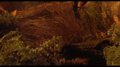 Close Up Crocodile Head With Mouth Open GIF