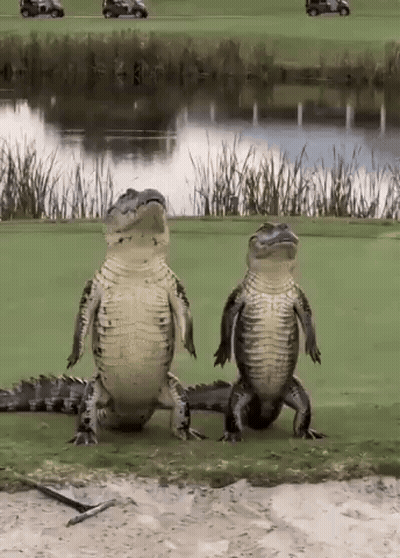 Close Up Crocodile Mouth Showing Teeth GIF