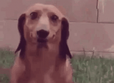 Close Up Dachshund Sitting On Grass GIF