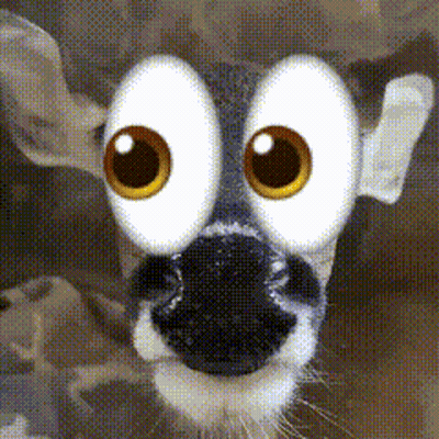 Close Up Deer Face With Big Eyes GIF
