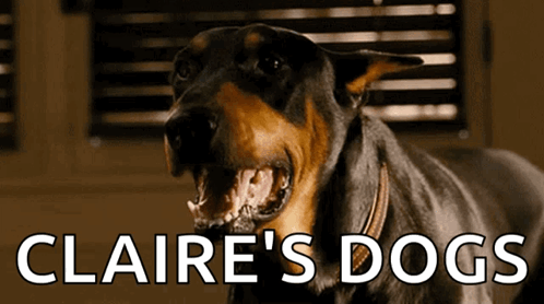 Close Up Dog Claire's Dogs GIF