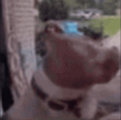 Close Up Dog Face GIF