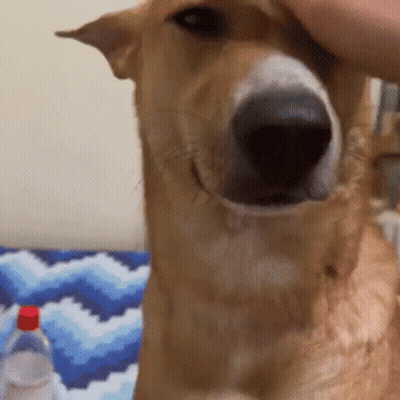 Close-Up Dog Face Being Petted GIF