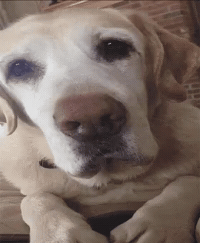 Close Up Dog Face Brick Wall GIF