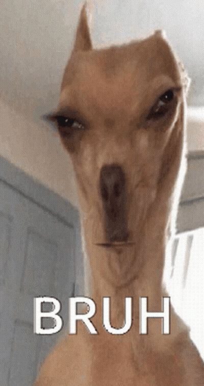 Close Up Dog Face Bruh GIF