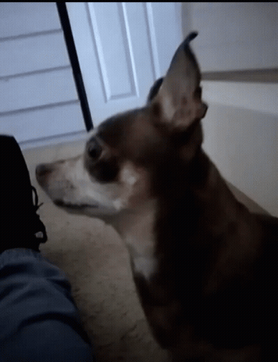 Close Up Dog Face