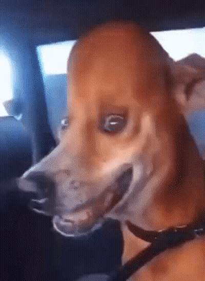 Close Up Dog Face In Car GIF