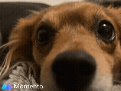 Close Up Dog Face Momento GIF