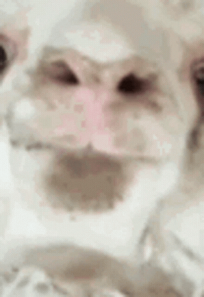 Close Up Dog Face Mouth Wide Open GIF