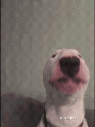 Close Up Dog Face With Autismjmr GIF