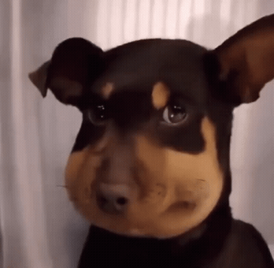 Close Up Dog Face With Beehive GIF