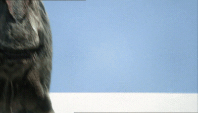 Close Up Dog Face With Blue Sky GIF