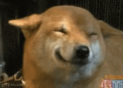 Close Up Dog Face With Gifbin Logo GIF