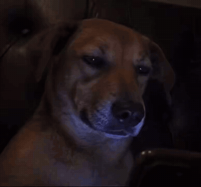 Close Up Dog Face With Mouth Open GIF