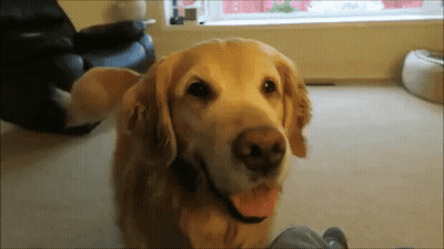 Close Up Dog Face With Tongue Hanging Out GIF