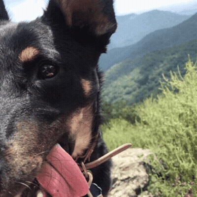 Close Up Dog Face With Tongue Out GIF