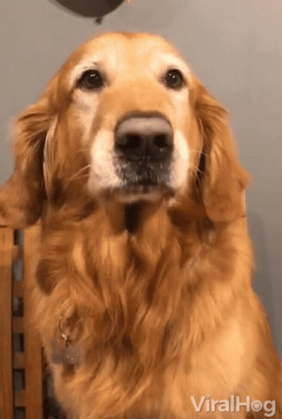 Close Up Dog Face With Viralhog GIF