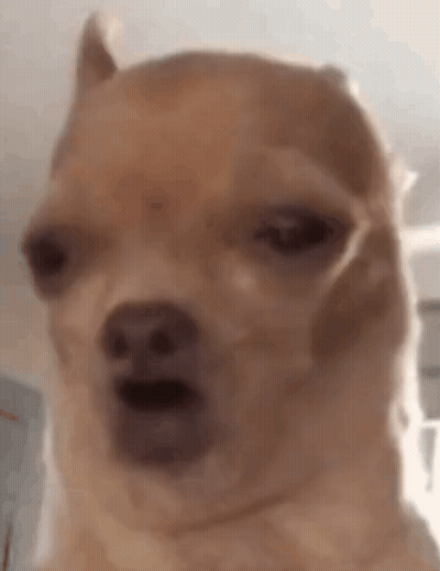 Close-Up Dog Funny Face Mouth Open GIF