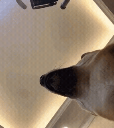 Close Up Dog Head Looking Up GIF