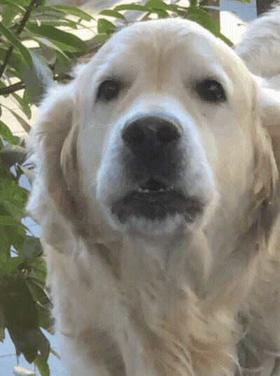 Close Up Dog Looking At Camera GIF