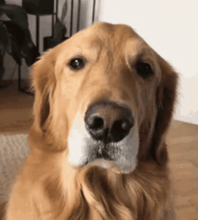 Close Up Dog Looking At Camera GIF