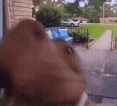 Close Up Dog Looking Out Window GIF
