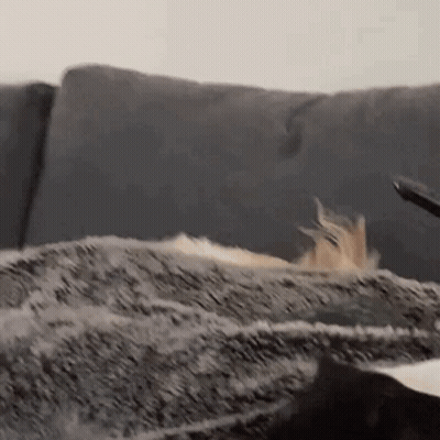 Close Up Dog Lying On Couch Head On Blanket GIF