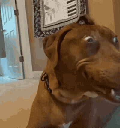 Close Up Dog Making Funny Face In Front Of Piano GIF
