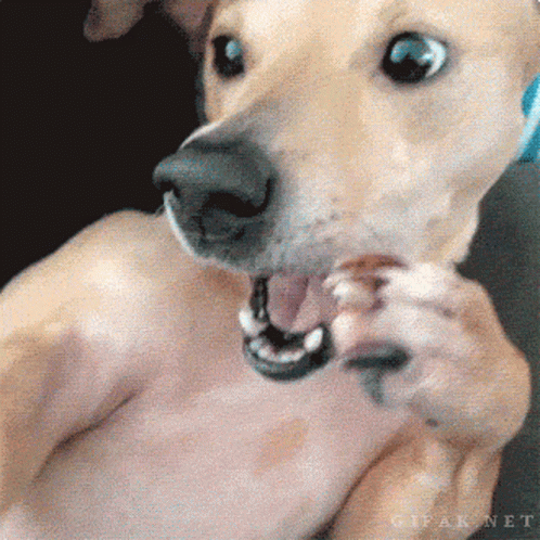 Close Up Dog Mouth Gipaknet GIF