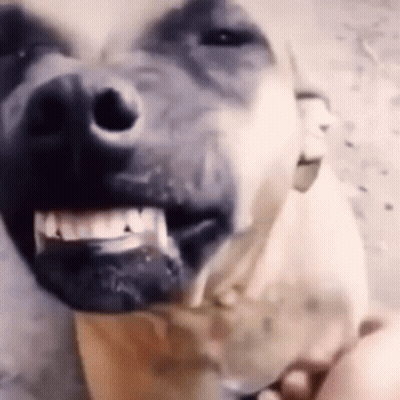 Close Up Dog Mouth Open Teeth Showing GIF