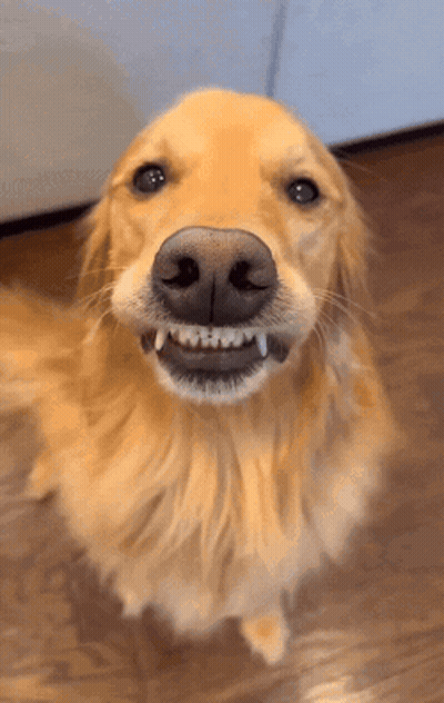 Close Up Dog Mouth With Teeth Showing GIF