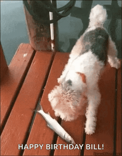 Close Up Dog Nose Blurred Background GIF