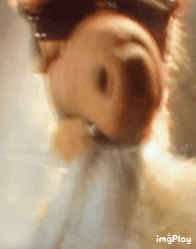 Close Up Dog Nose Imgplay GIF