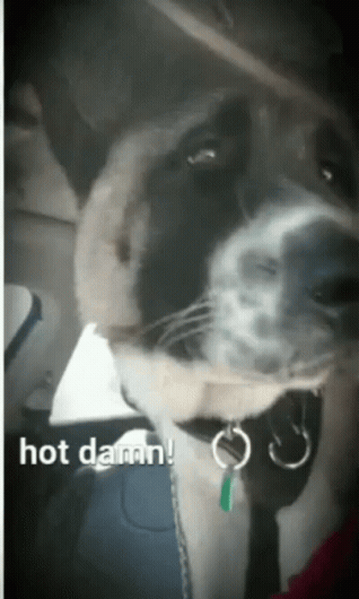 Close Up Dog Saying Hot Damn GIF