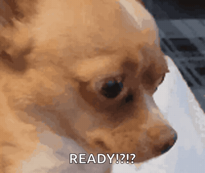 Close Up Dog Saying Ready GIF