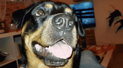 Close Up Dog Tongue Hanging Out GIF