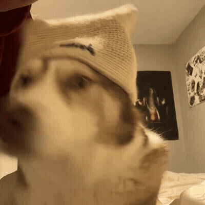 Close Up Dog Wearing Abercrombie & Fitch Hat GIF
