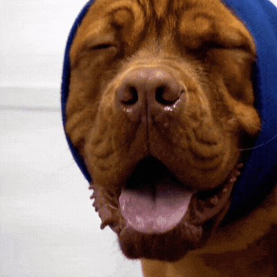 Close Up Dog With Eyes Closed And Tongue Out GIF