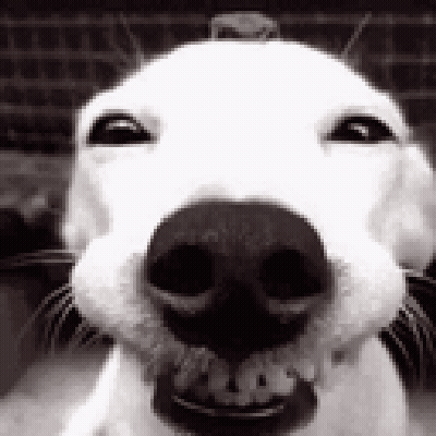 Close Up Dog With Mouth Open And Hat GIF