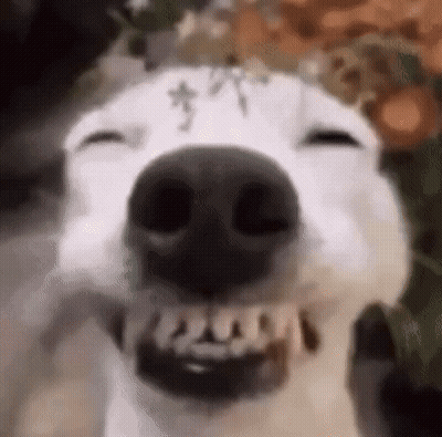 Close Up Dog With Mouth Open And Teeth GIF